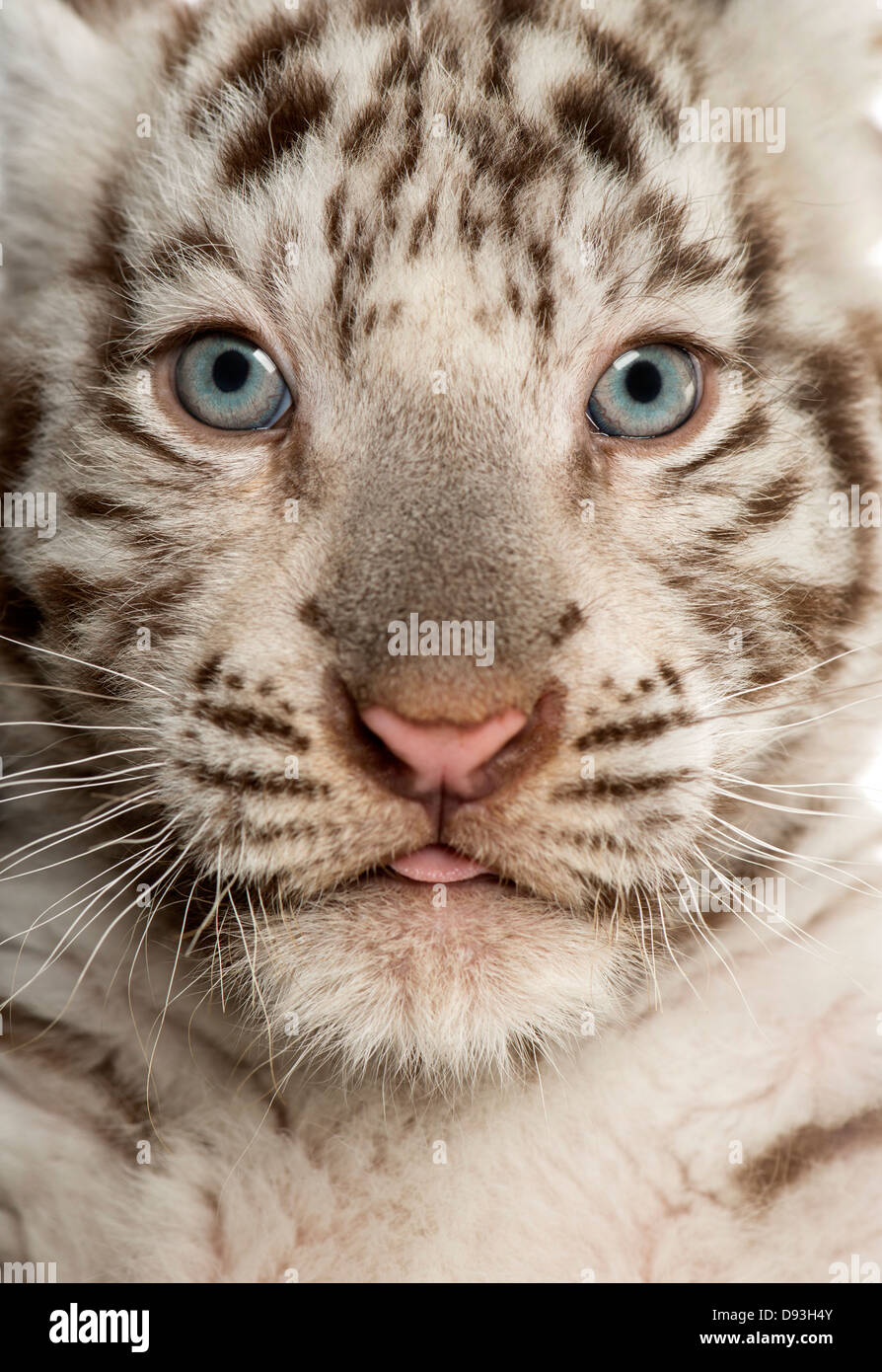 Close-up of White tiger cub, Panthera tigris tigris, 2 months old, full frame Stock Photo