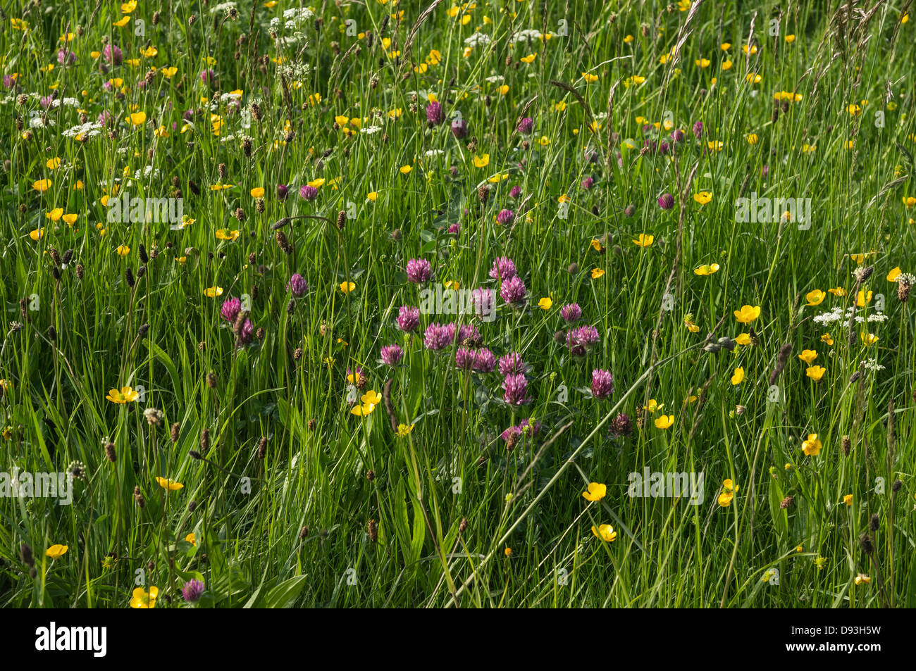 Wild flowers growing in a traditional hay meadow in Wensleydale Stock Photo