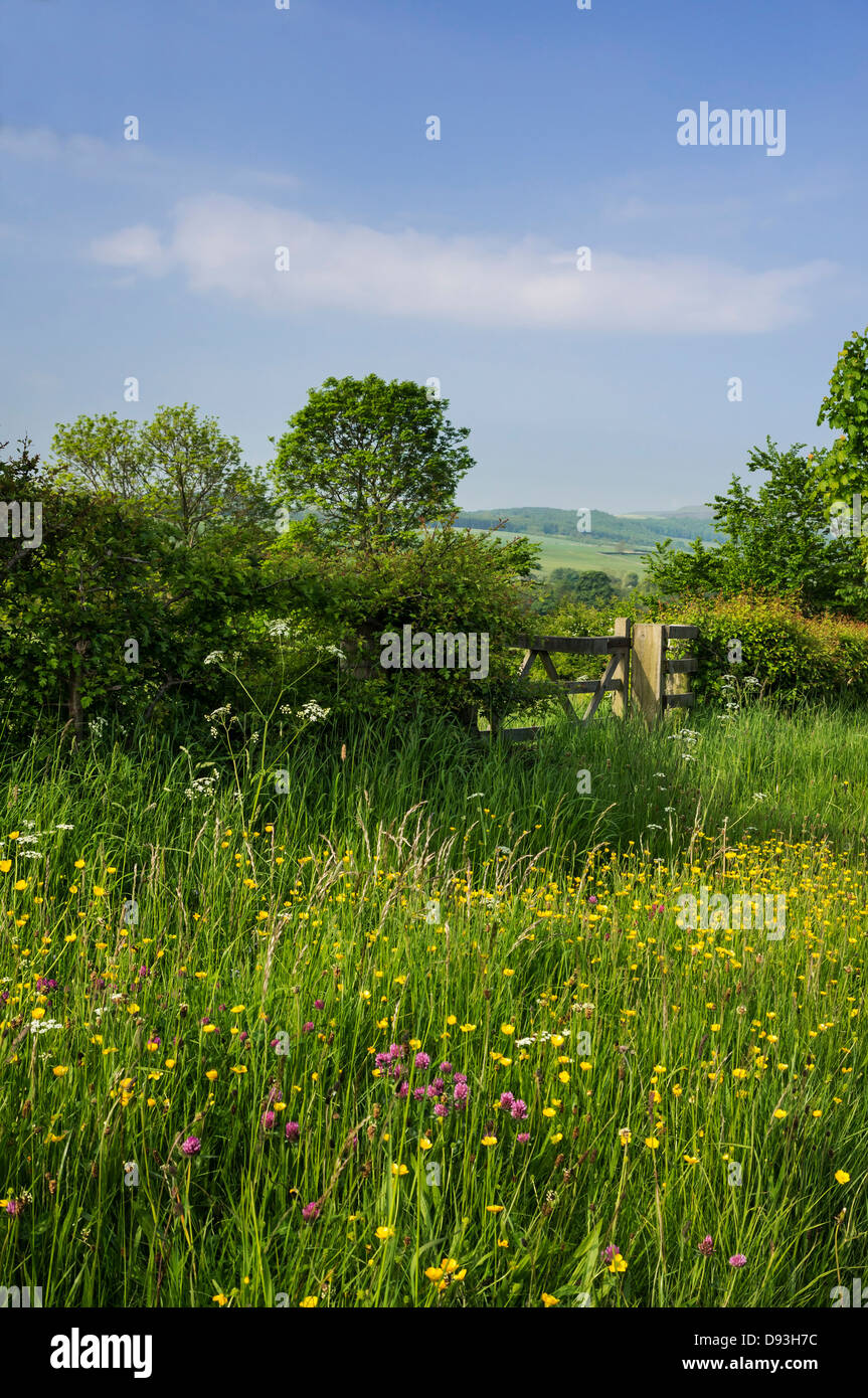 Grass Verge High Resolution Stock Photography and Images - Alamy