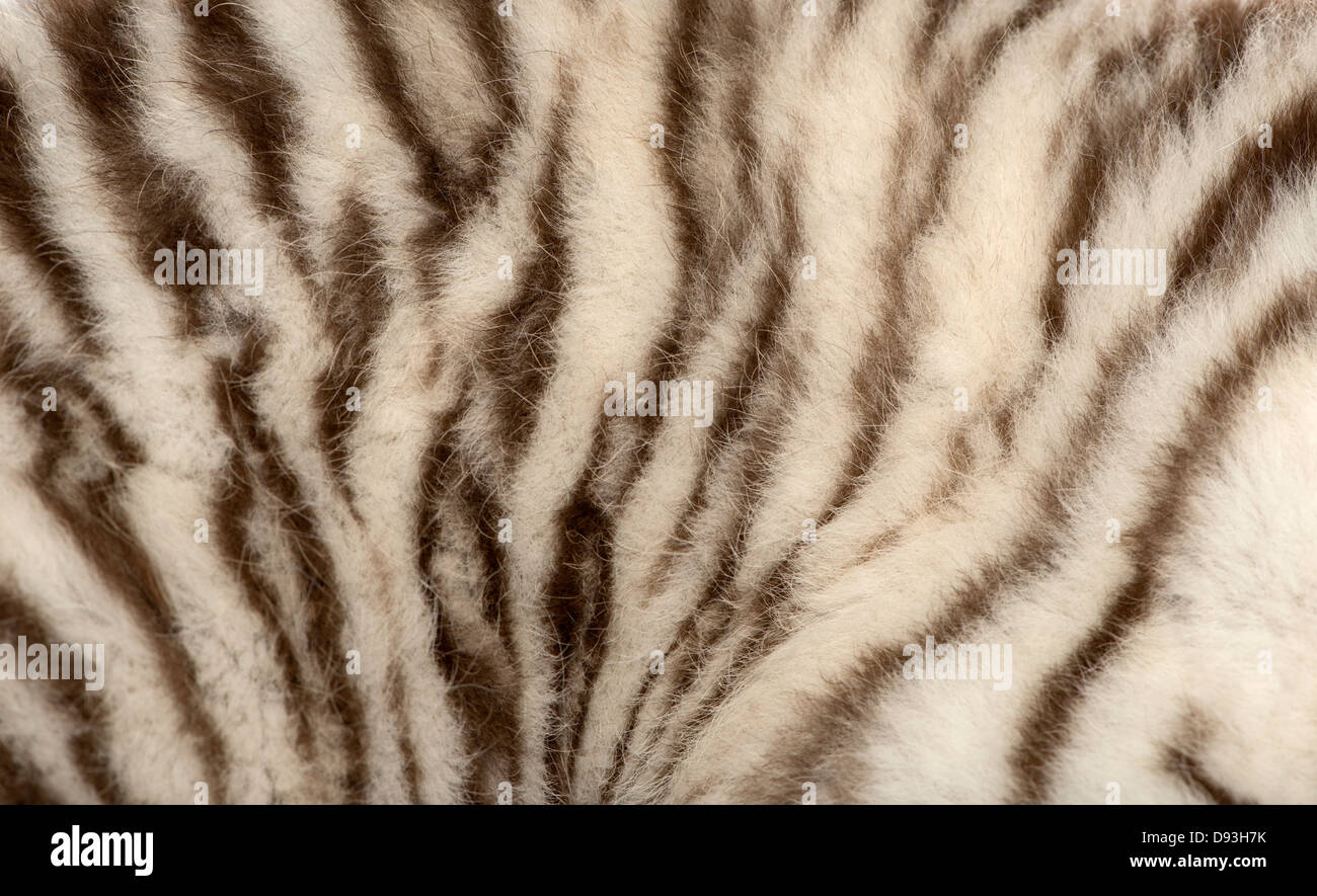 White tiger cub, Panthera tigris tigris, 2 months old, close up of fur Stock Photo