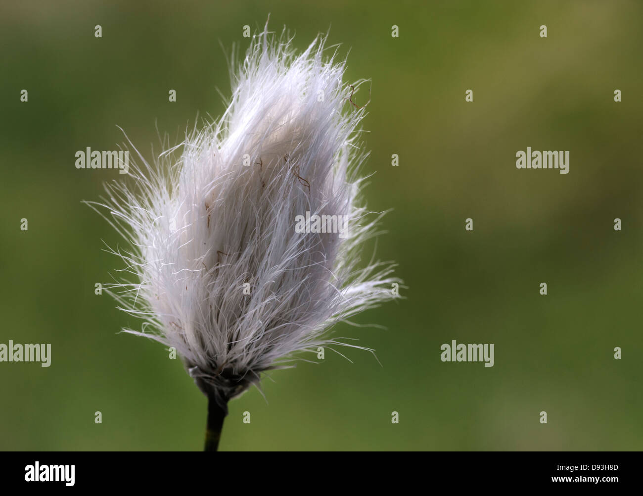 flower head of Cotton Grass (Eriophorum vaginatum) photographed on moorland in Swaledale, North Yorkshire Stock Photo