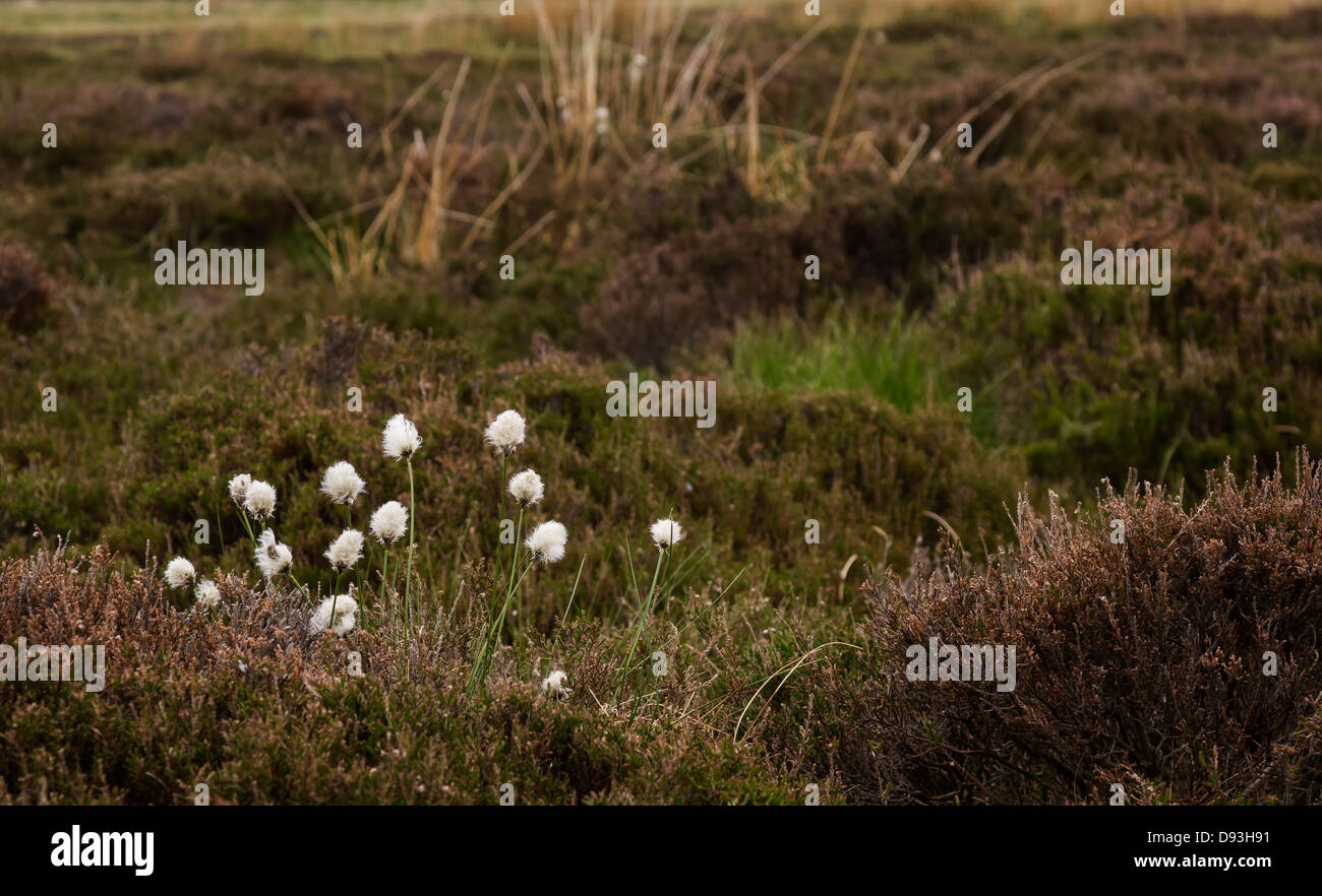 Cotton Grass (Eriophorum vaginatum) photographed on boggy moorland in Swaledale, North Yorkshire. Stock Photo