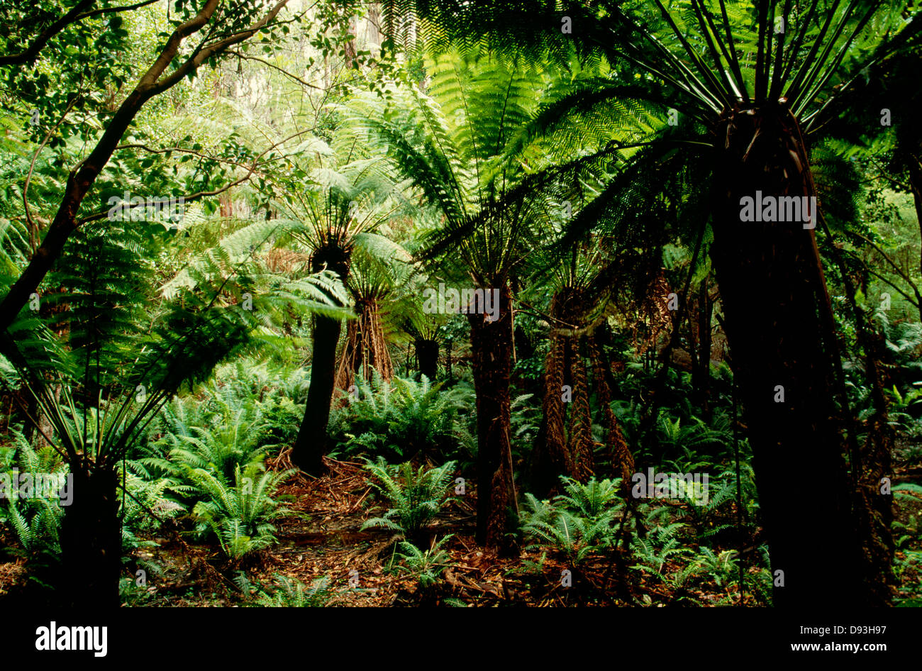 Trees in rainforest Stock Photo