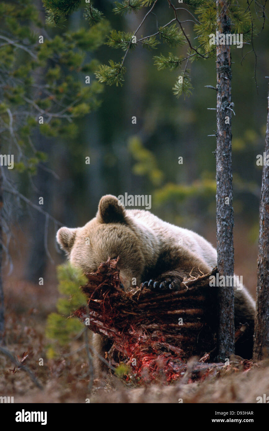 A bear eating Stock Photo - Alamy