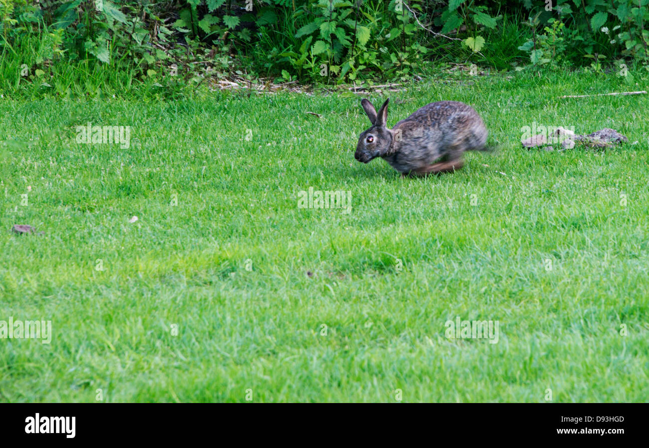 rabbit running on the green grass Stock Photo