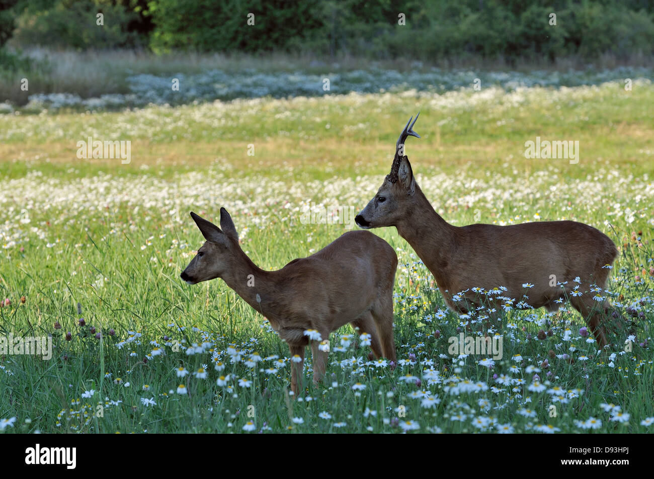 Sweden Roe A roebuck och roe doe, Sweden Stock Photo - Alamy