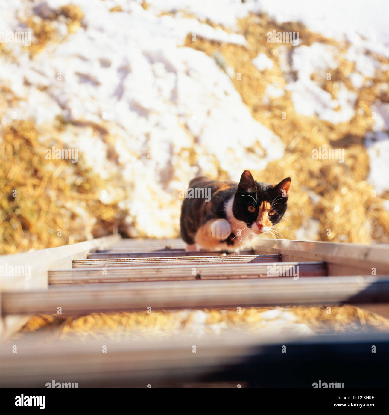 Cat climbing ladder Stock Photo Alamy