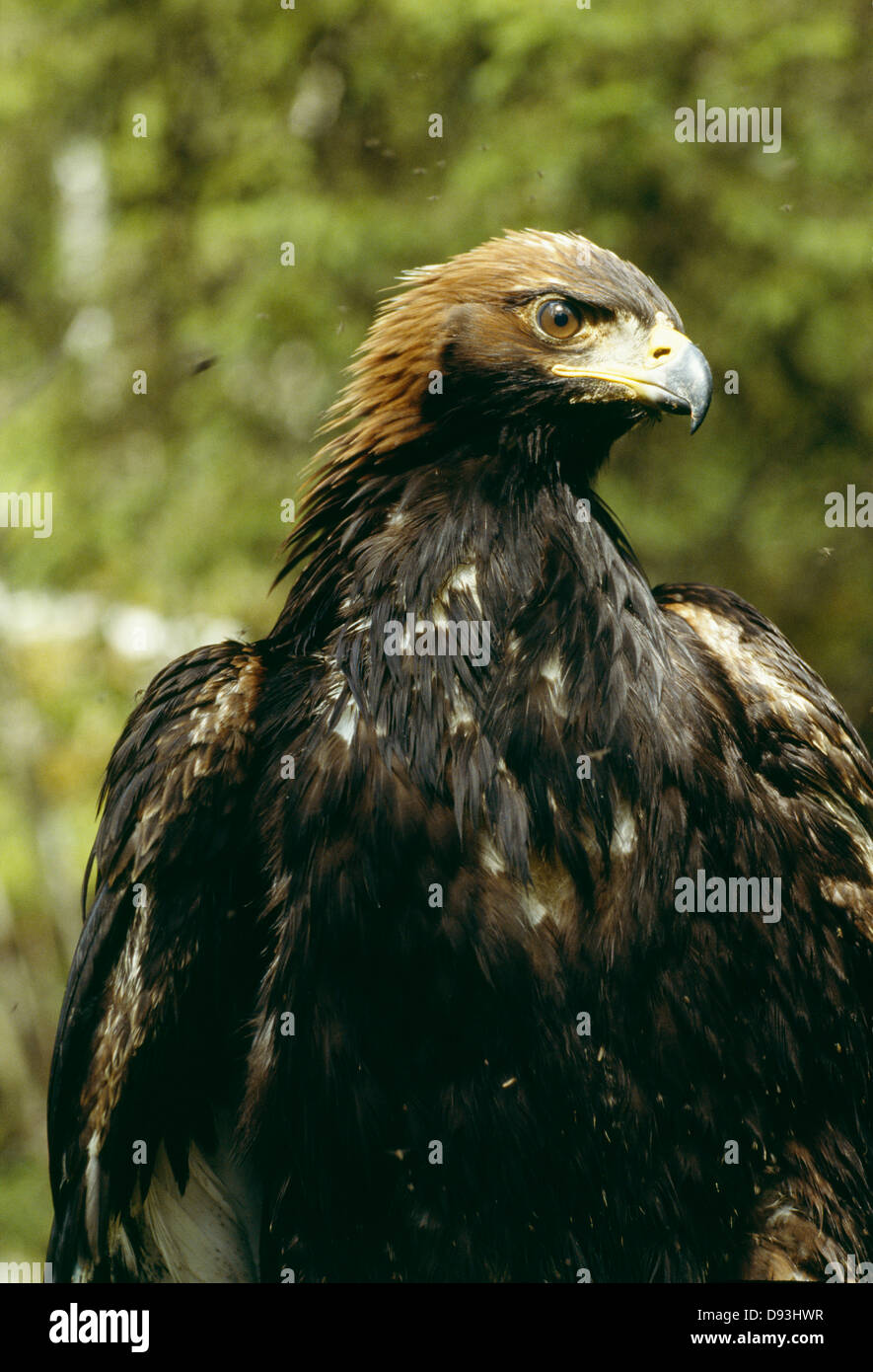 Young golden eagle hires stock photography and images Alamy
