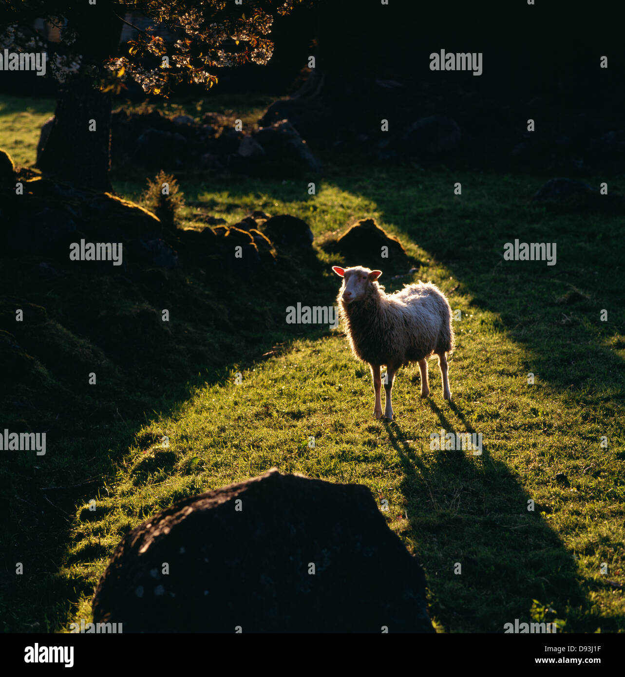 Sheep on grass Stock Photo - Alamy