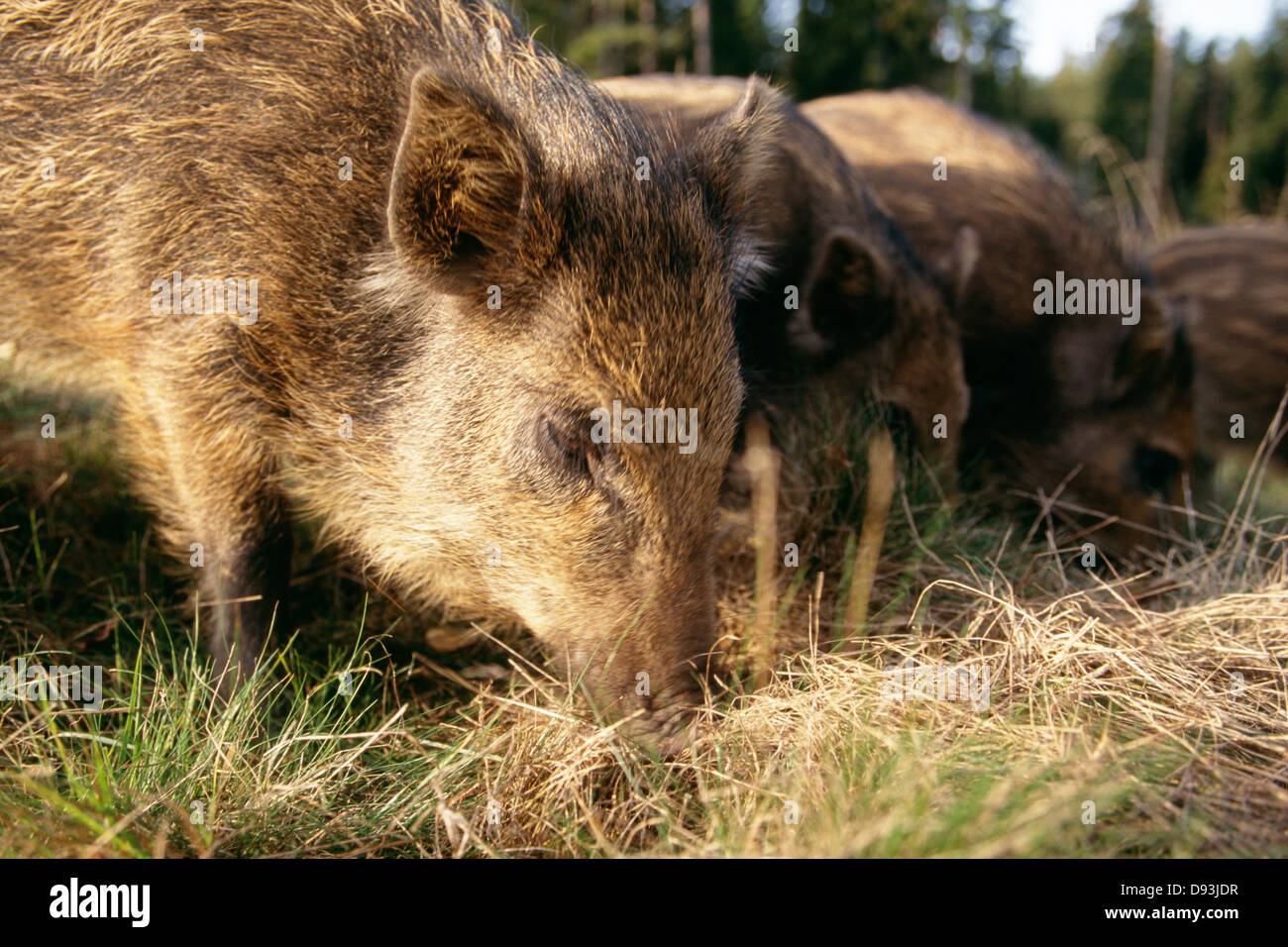 Pigs eating grass, closeup Stock Photo Alamy