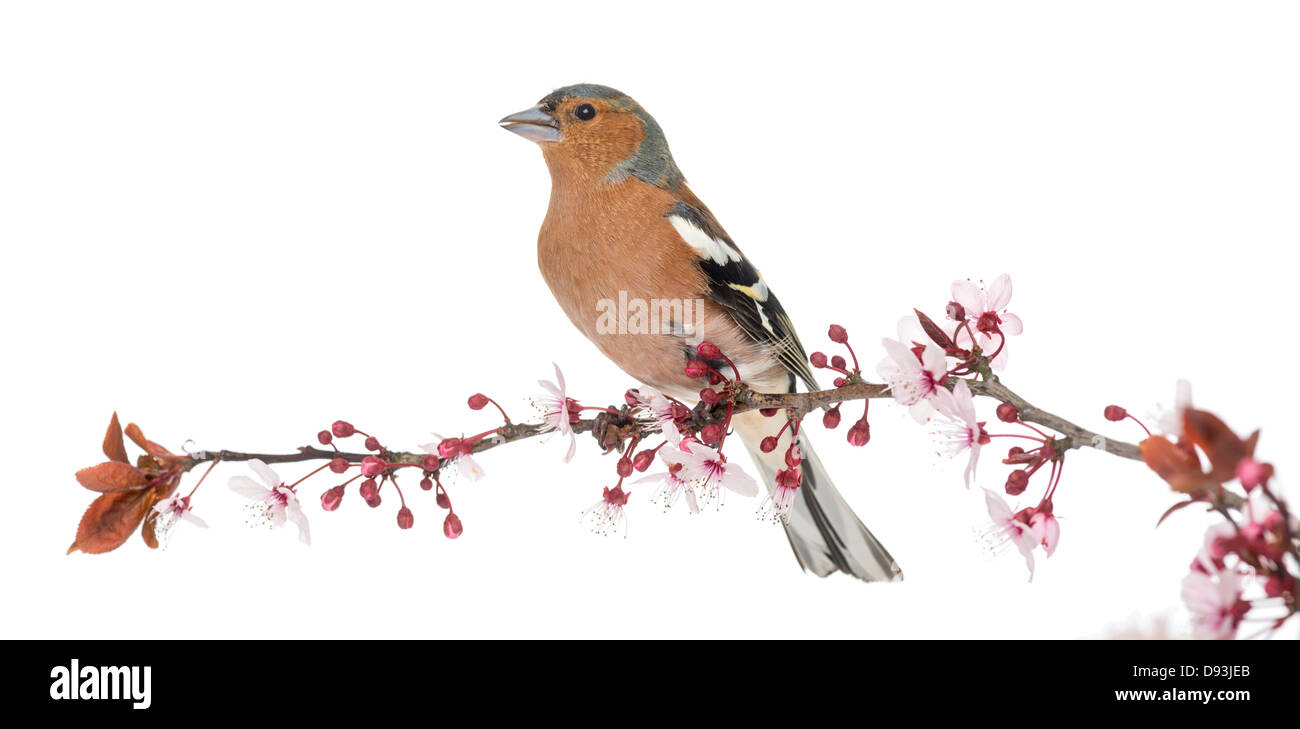 Common Chaffinch, Fringilla coelebs, perched on a branch against white background Stock Photo