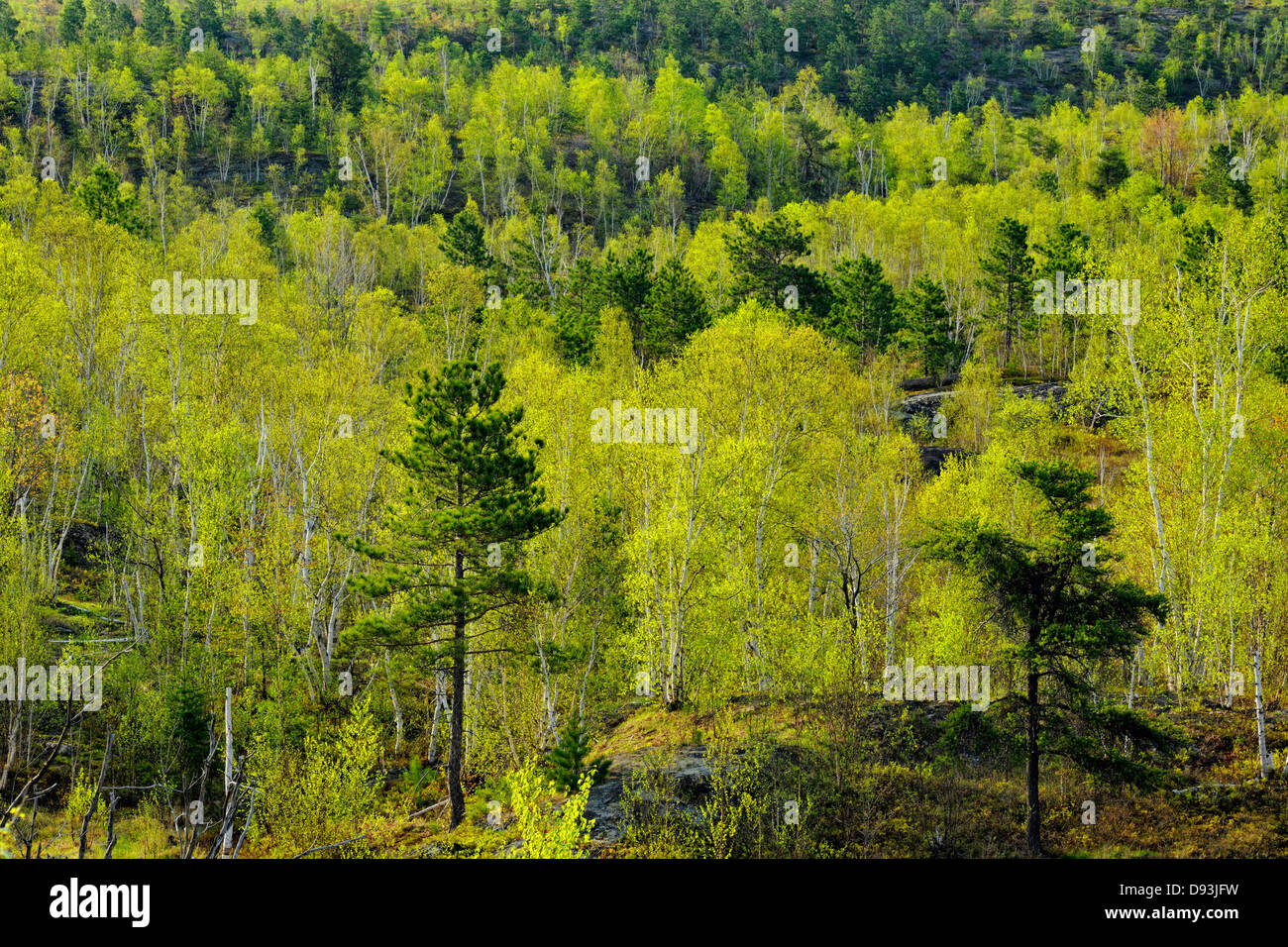 Emerging leaves in birch and aspen trees with red pines  Greater Sudbury Ontario Canada Stock Photo