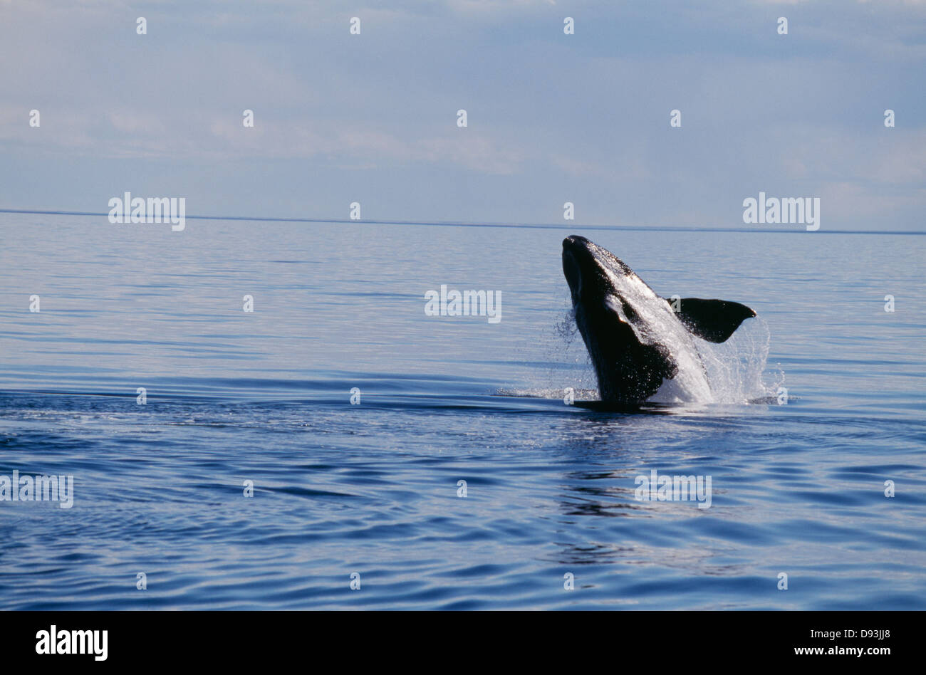 Right southern whale hi-res stock photography and images - Alamy