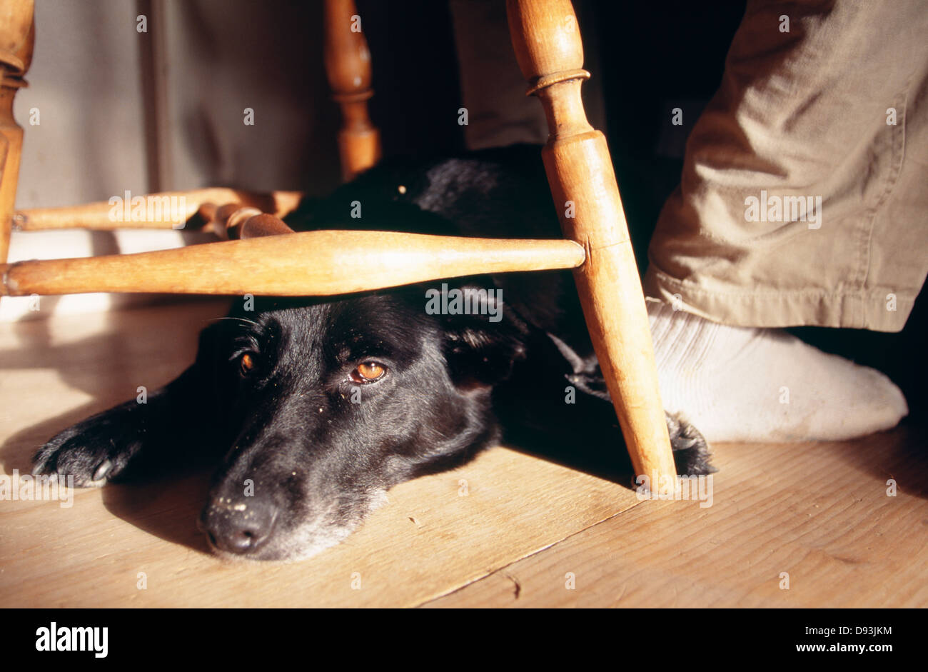 Dog sitting under chair Stock Photo Alamy