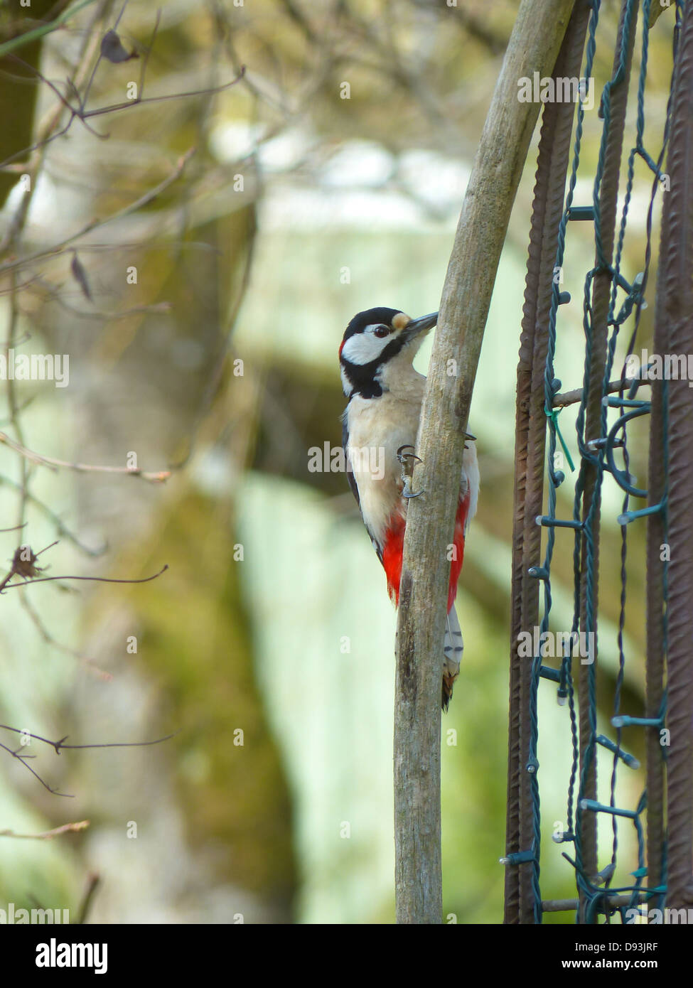 great spotted woodpecker dendrocopos major bird Stock Photo