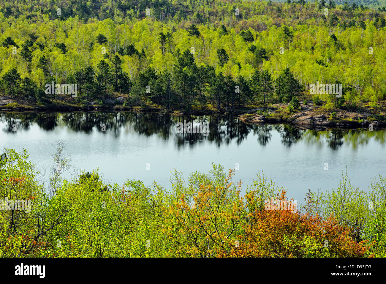 Hardwood trees with emerging foliage on the shore of a small lake with pines Greater Sudbury