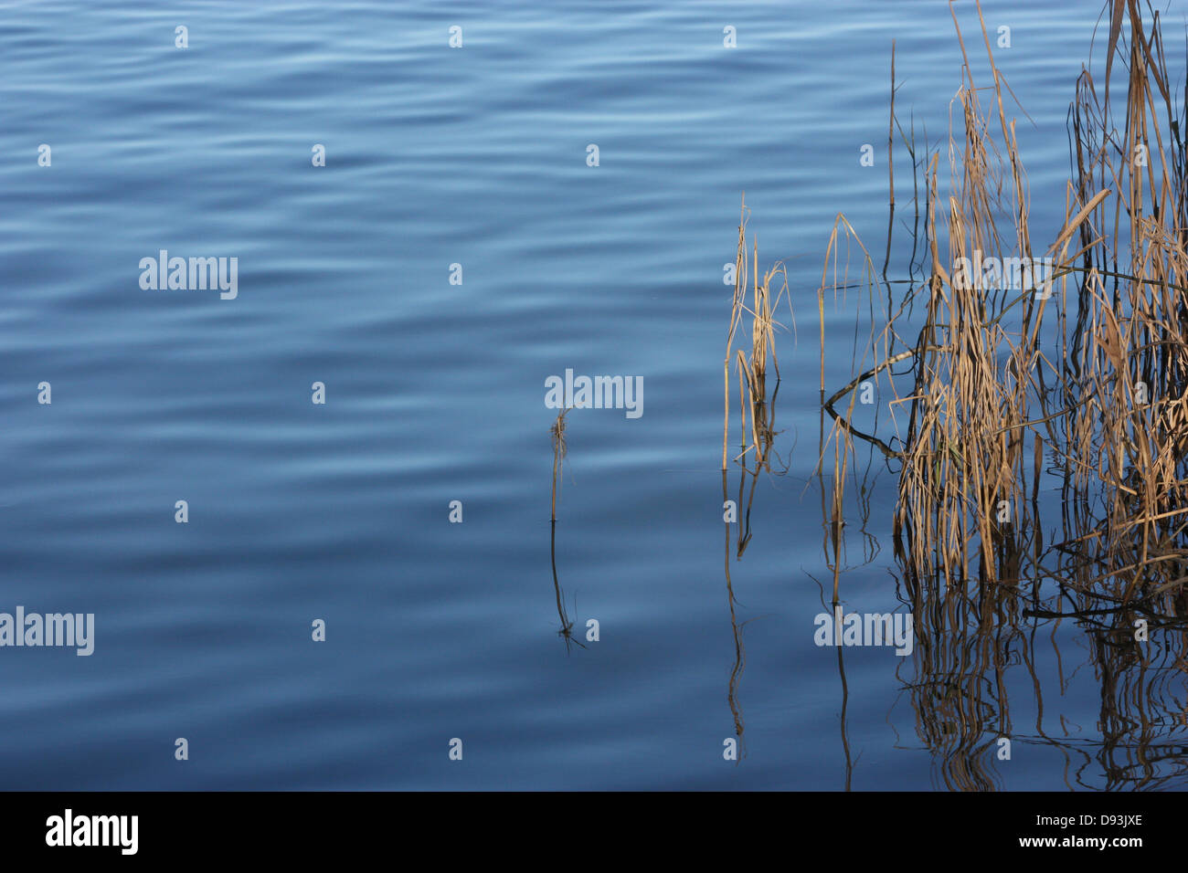 Graphic photo of grass in water Stock Photo Alamy
