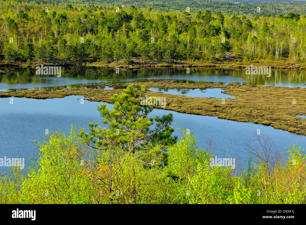 Hardwood trees with emerging foliage on the shore of a small lake with pines Greater Sudbury
