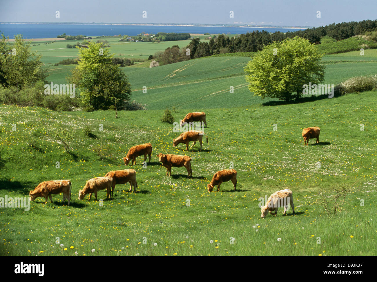 Cattle grazing in field Stock Photo - Alamy