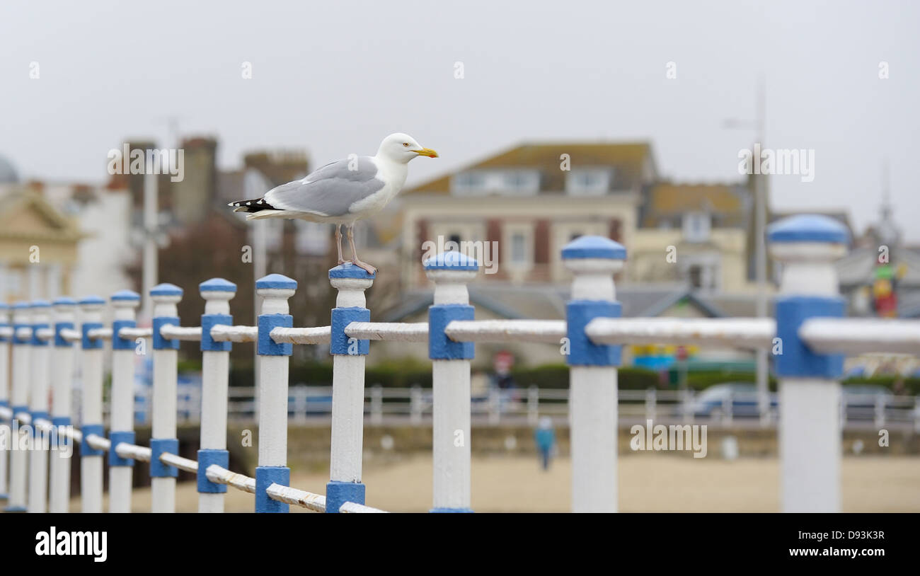 Seagull perched on seafront railings england uk Stock Photo - Alamy