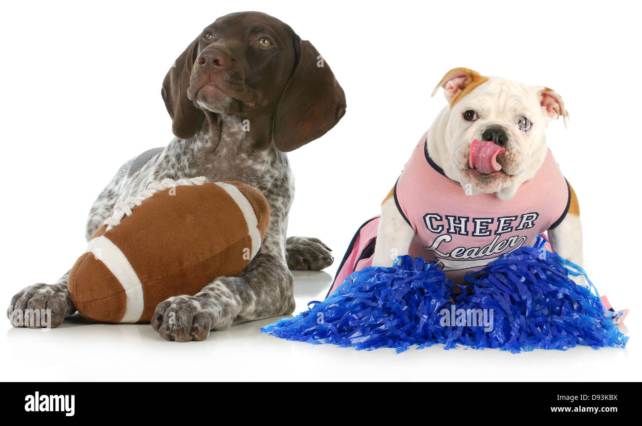 sports hounds - german shorthair pointer and english bulldog football fans isolated on white background Stock Photo
