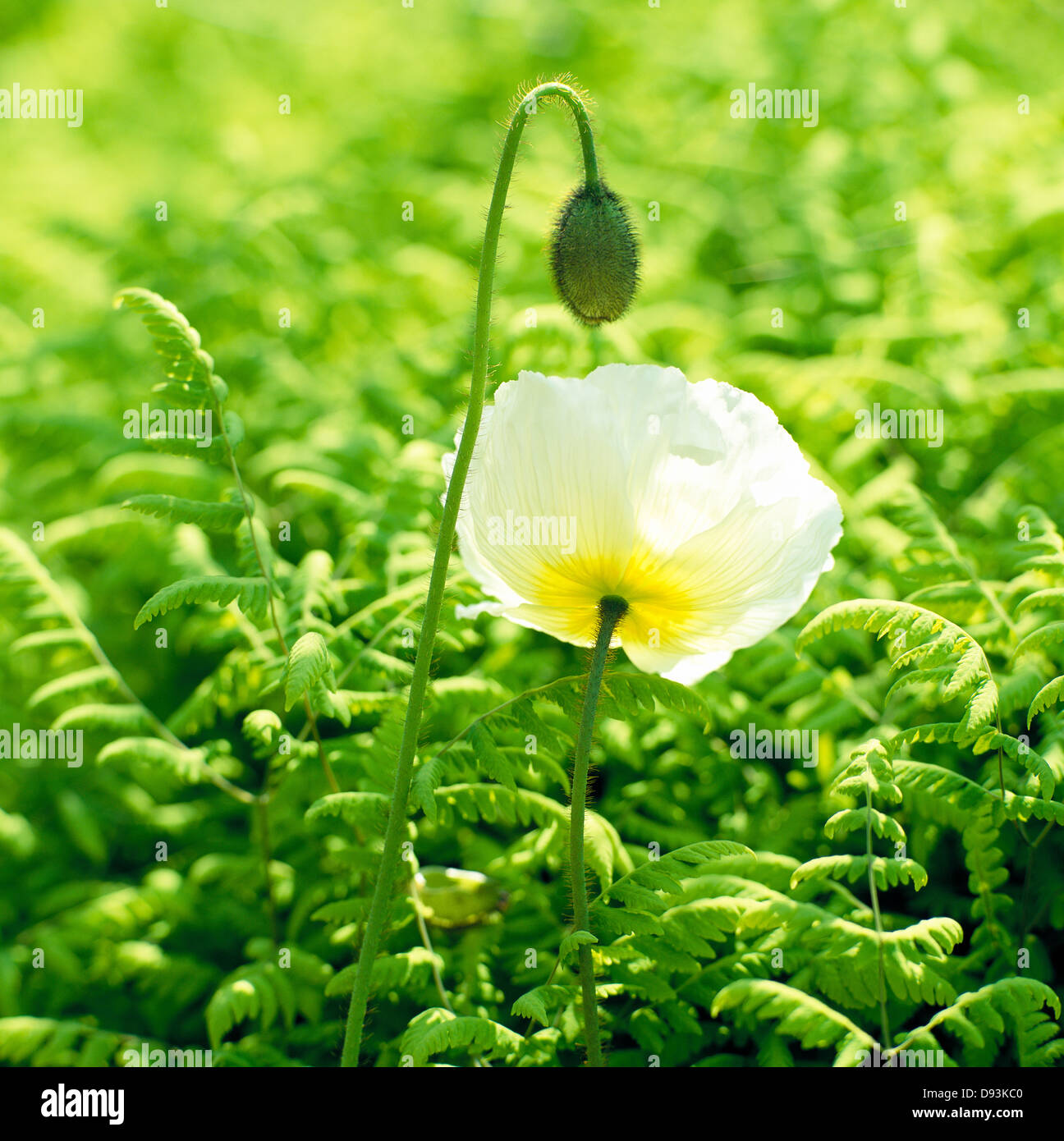 White poppy, close-up. Stock Photo