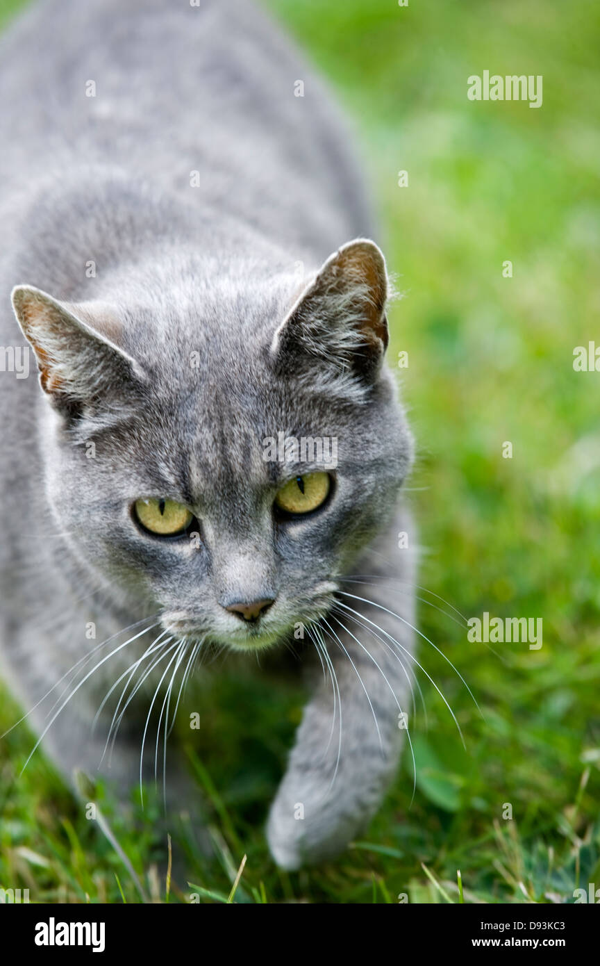 A grey cat in the grass, Sweden Stock Photo - Alamy