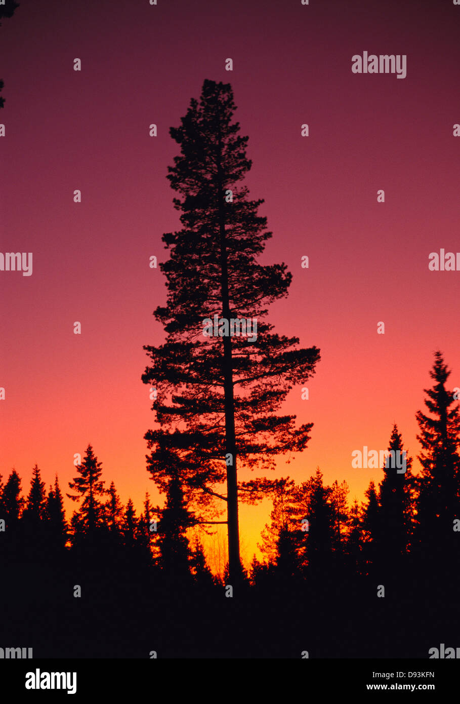 Pine forest silhouette hi-res stock photography and images - Alamy