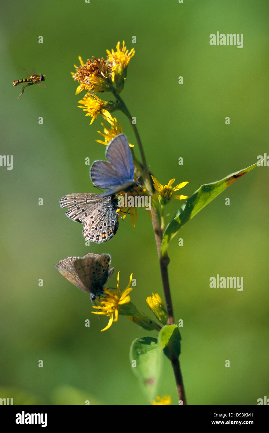 Butterflies on a flower Stock Photo Alamy