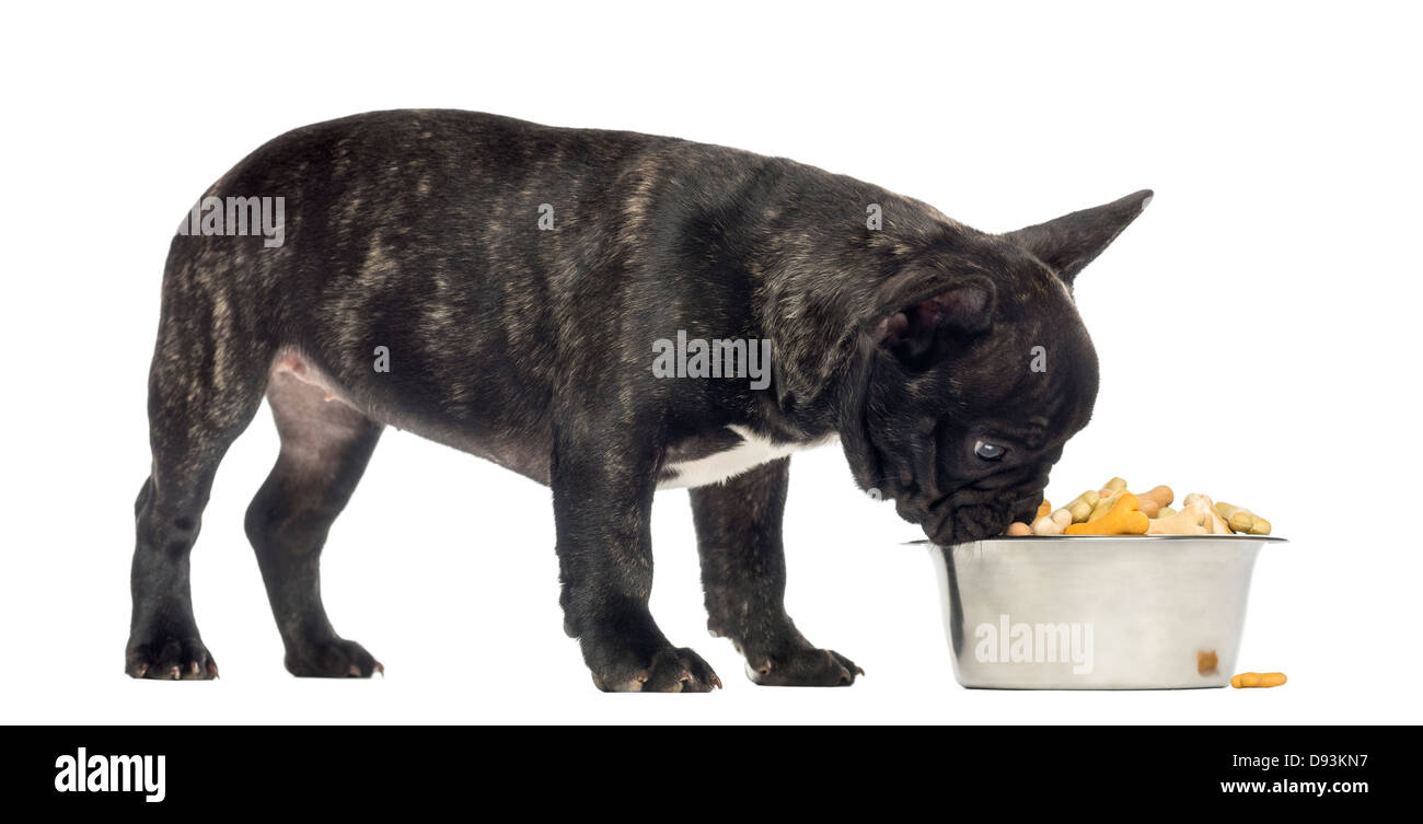 parvo yard treatment