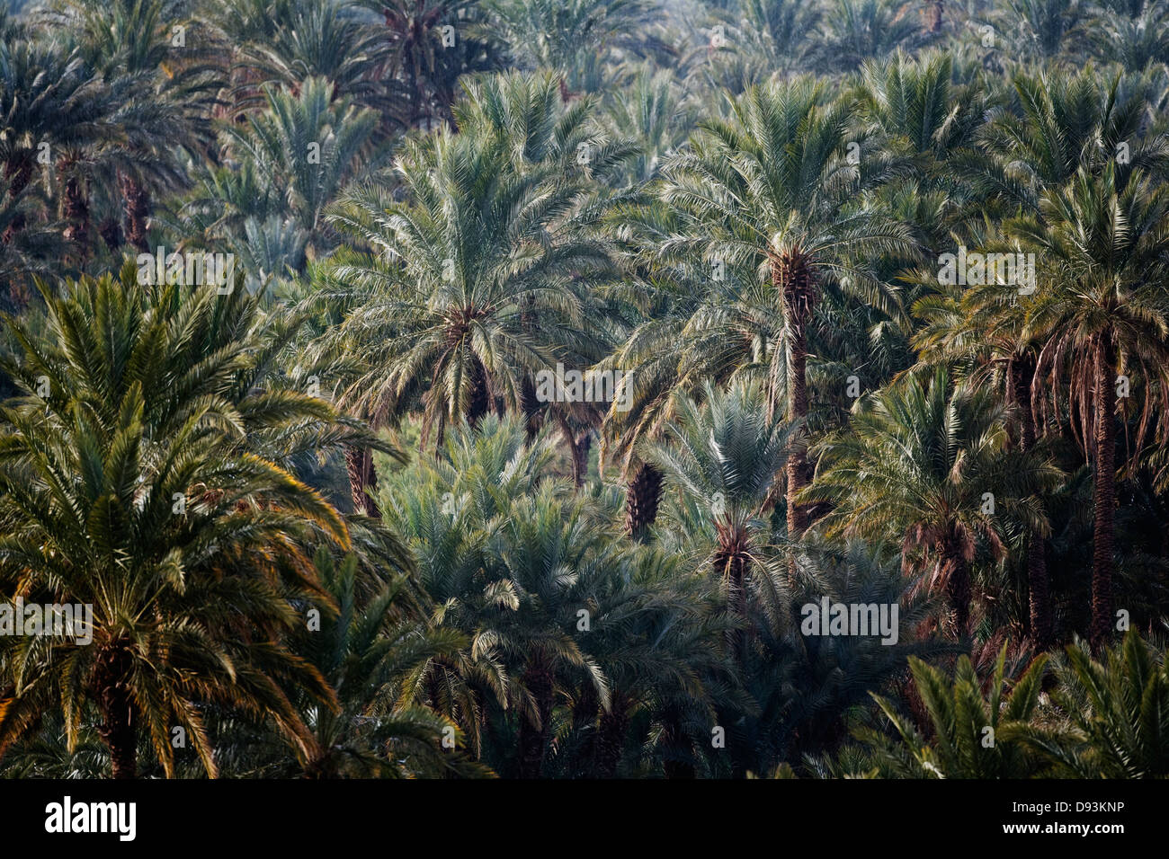 Image high palm trees hi-res stock photography and images - Alamy