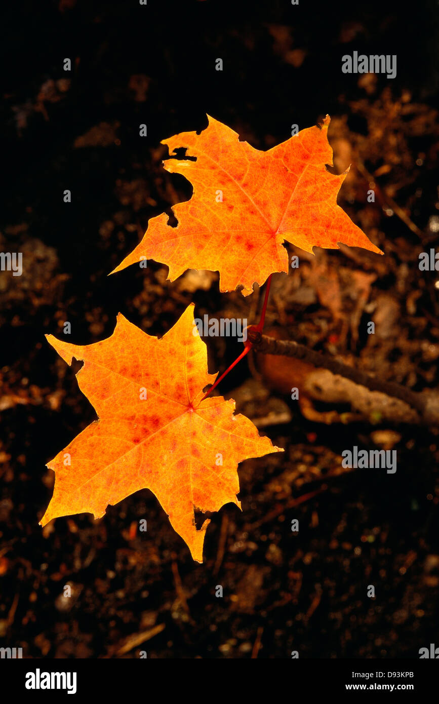 Coloured maple leaves hi-res stock photography and images - Alamy