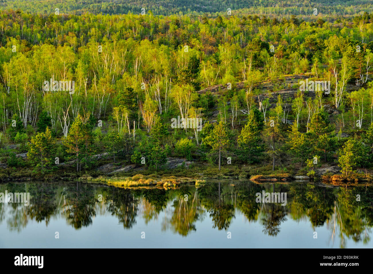 Hardwood trees with emerging foliage on the shore of a small lake with pines Greater Sudbury