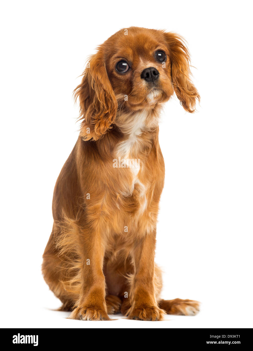 Cavalier King Charles Spaniel Puppy 5 Months Old Against White