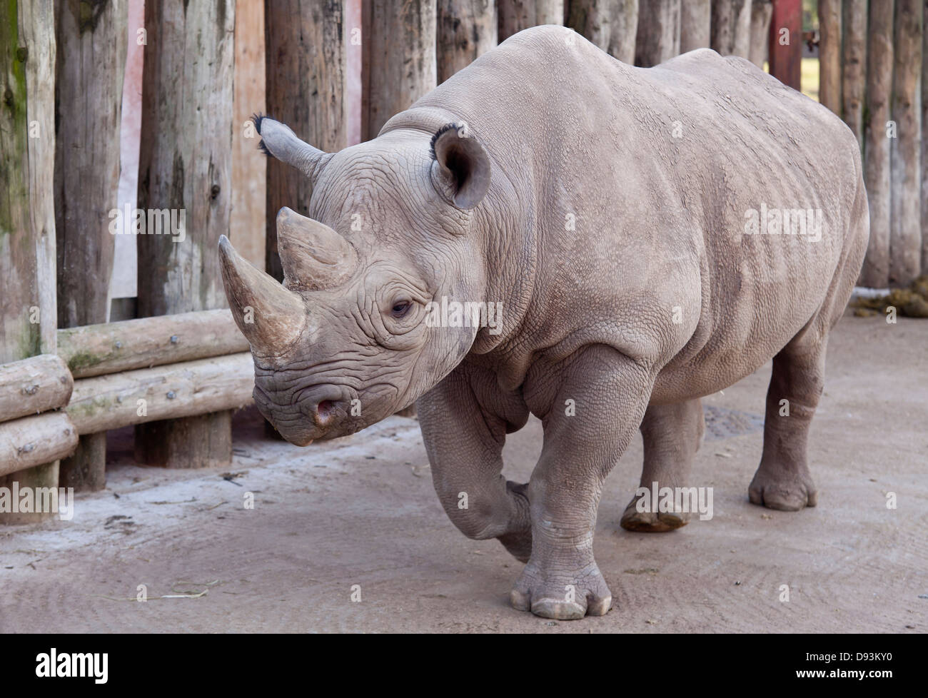 Female Rhino Photographed In Chester Zoo Enclosure Stock Photo Alamy female-rhino-photographed-in-chester-zoo-enclosure-stock-photo-alamy