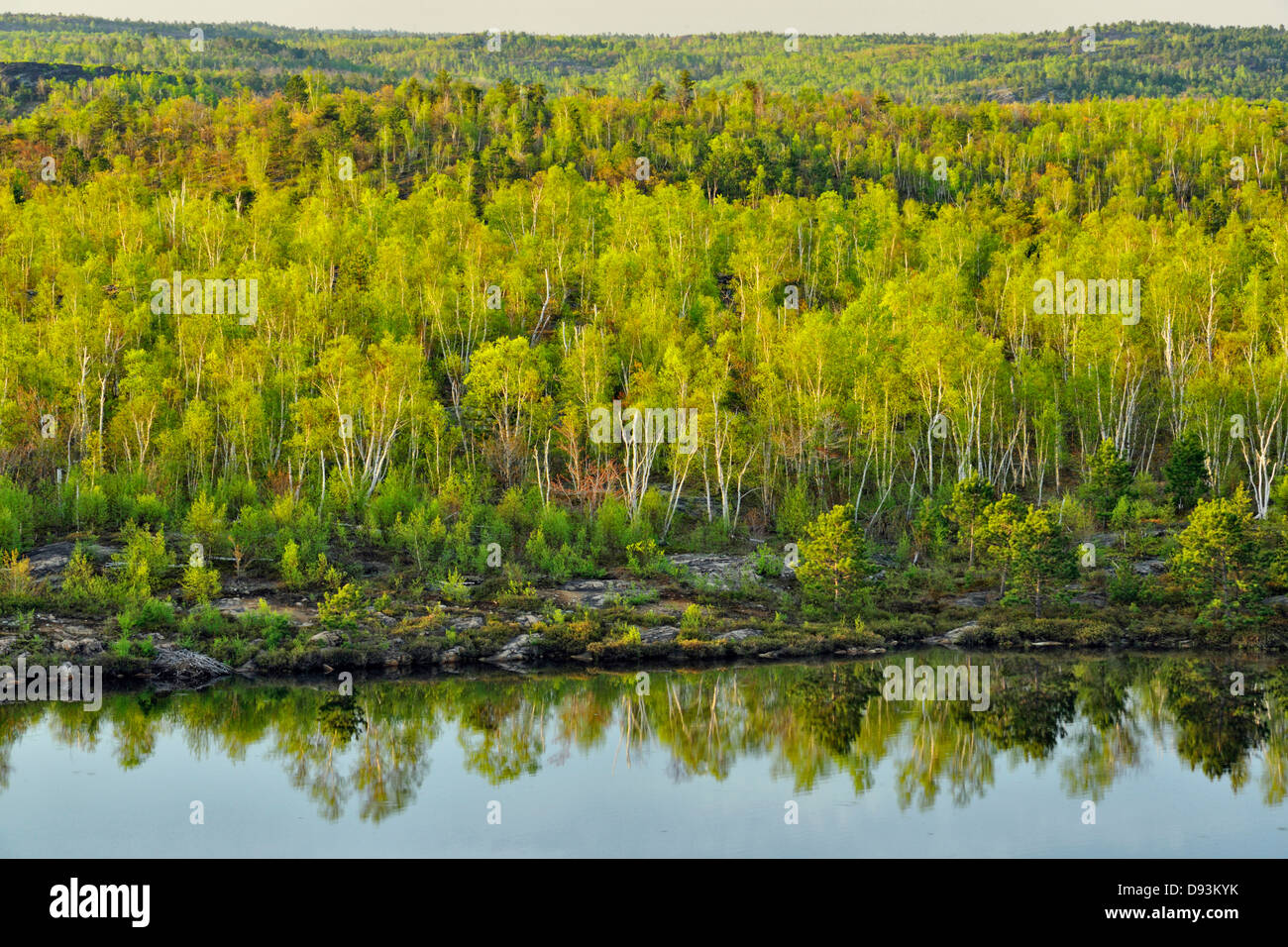 Hardwood trees hires stock photography and images Alamy