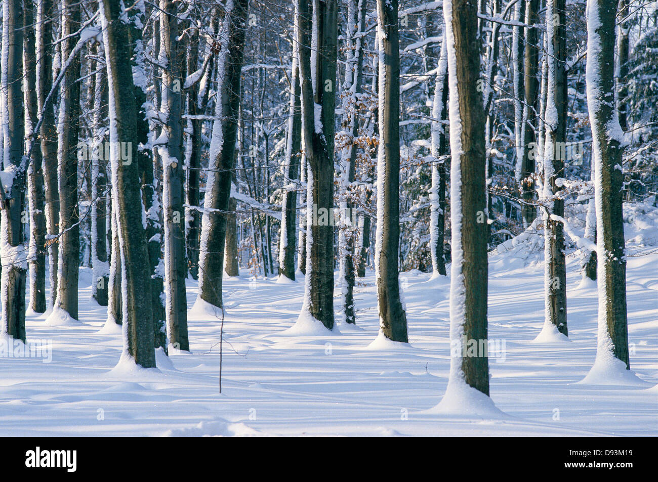 Winterday A winterday in the forest Stock Photo - Alamy