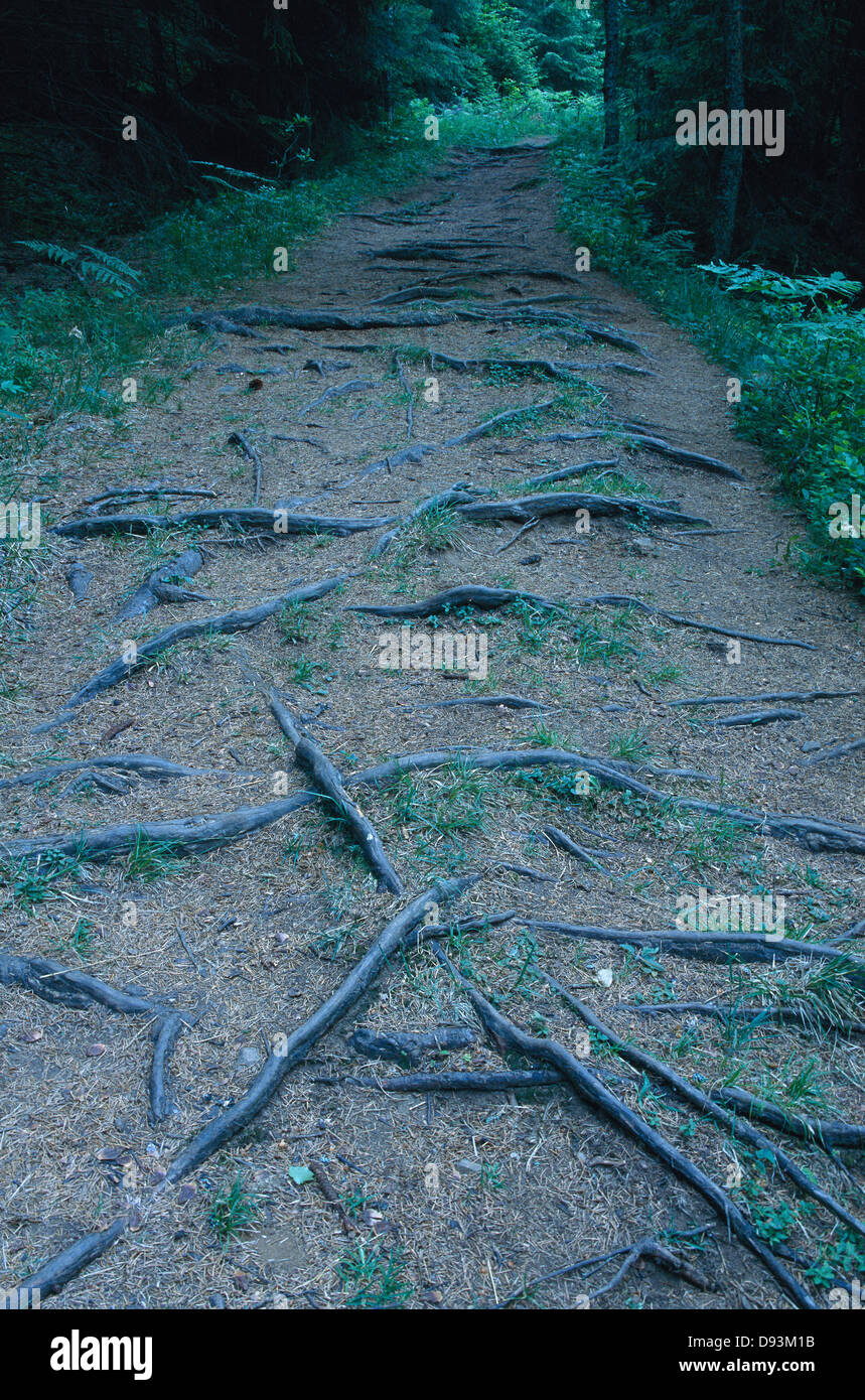 Network roots hi-res stock photography and images - Alamy