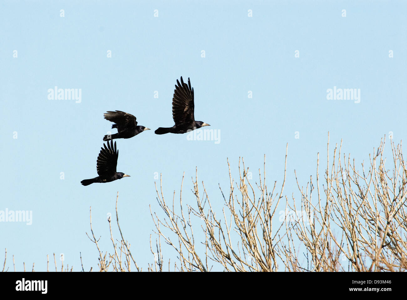 Rook flying mid-air Stock Photo