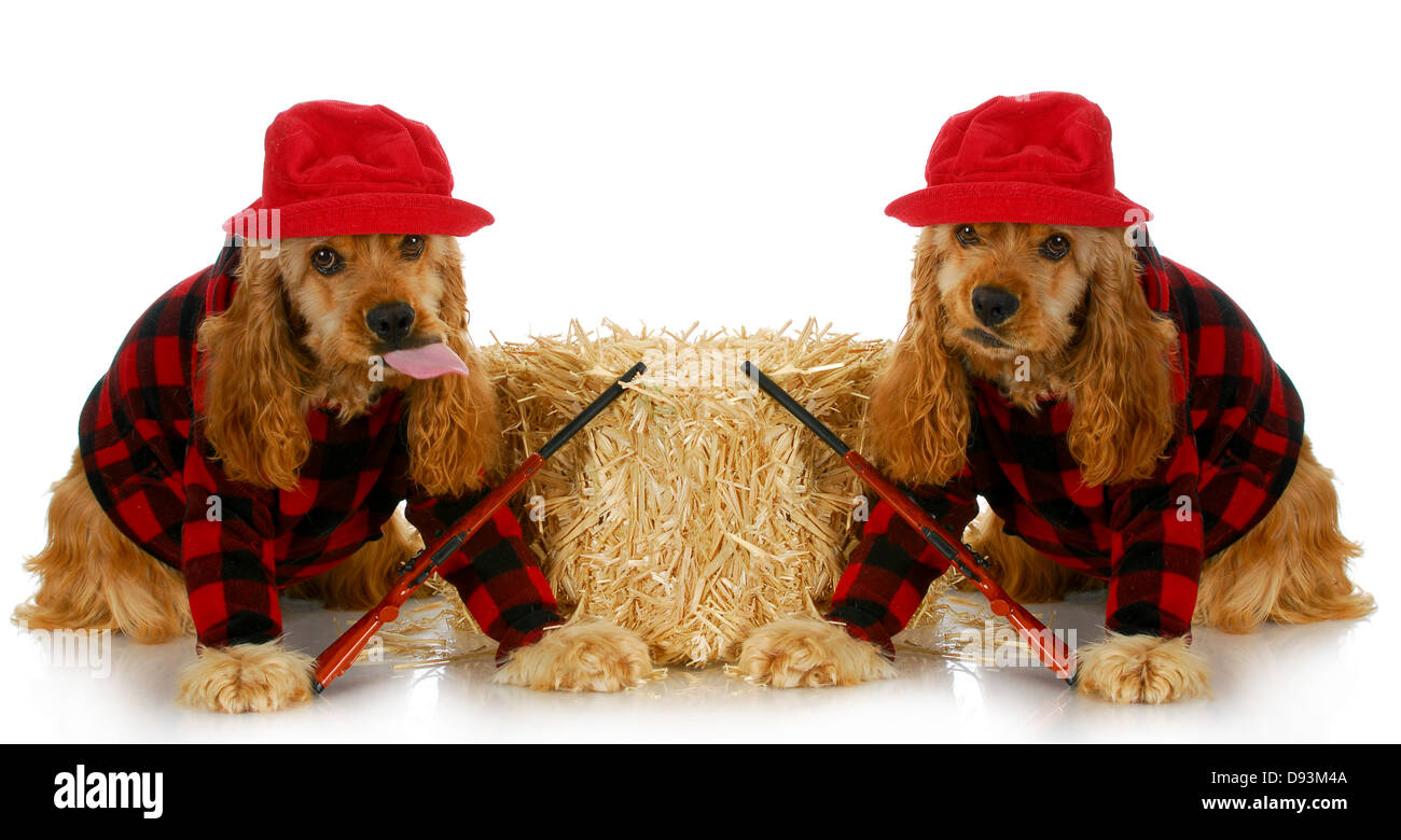 American cocker spaniels hires stock photography and images Alamy