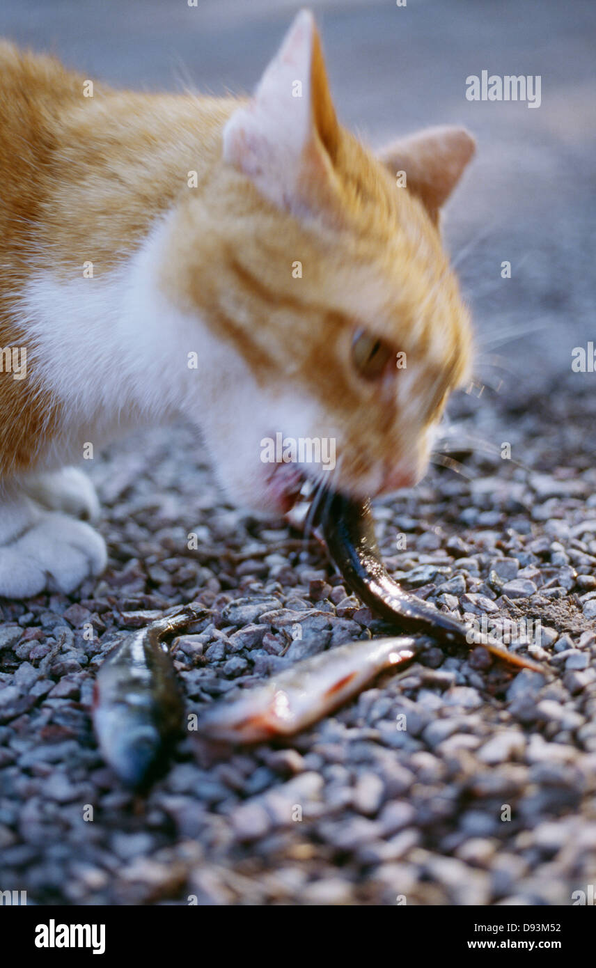 Cat eating raw fish Stock Photo Alamy
