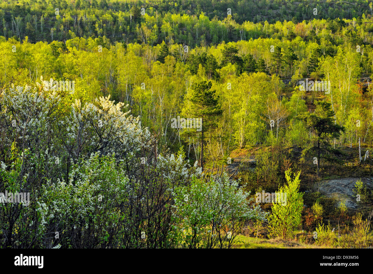 Birch and aspen with emerging foliage along with pines and flowering ...