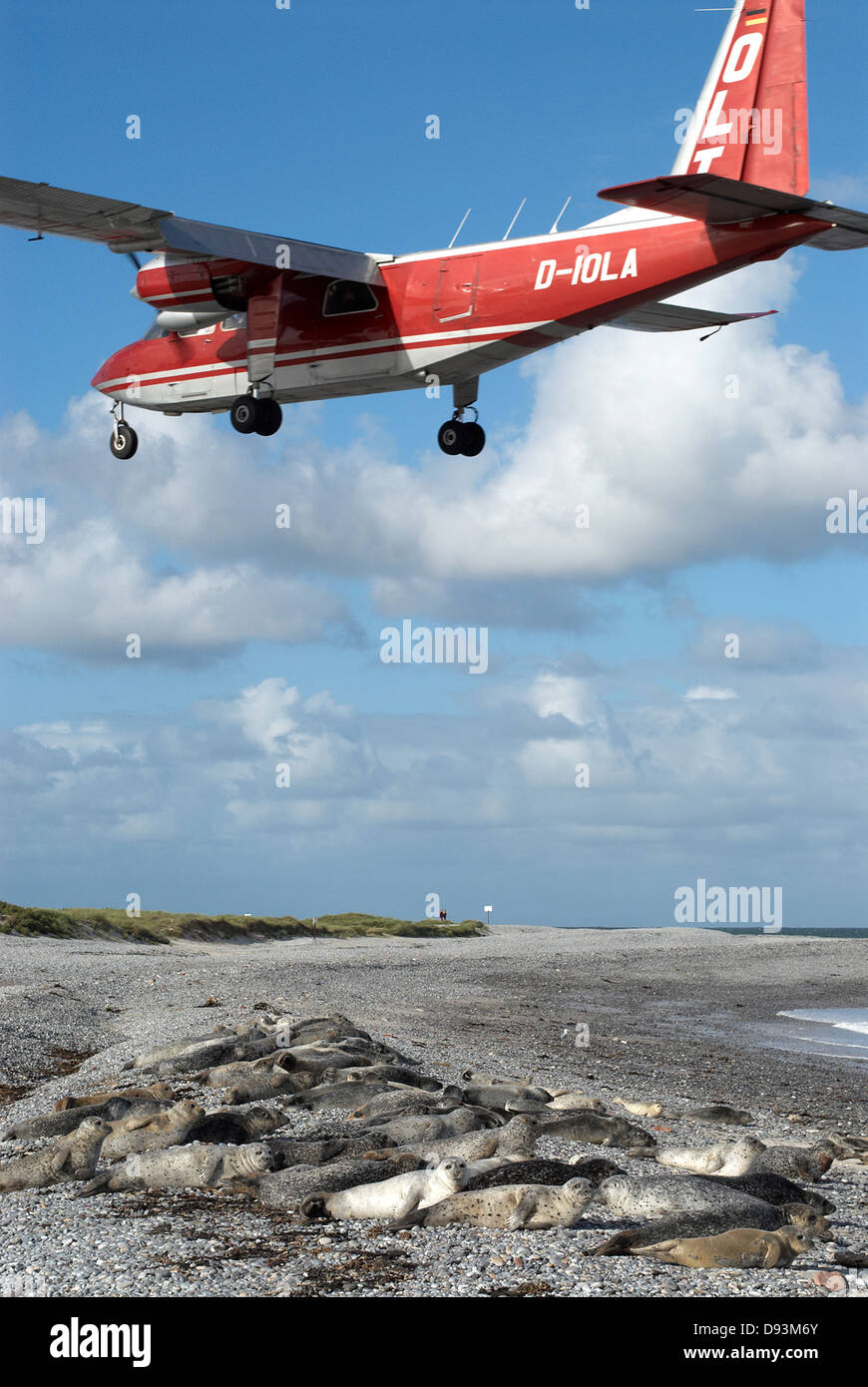 Aeroplane flying mid-air with harbour seals relaxing on beach Stock Photo