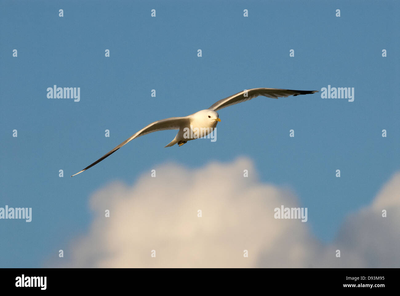Common gull flying mid-air, low angle view Stock Photo