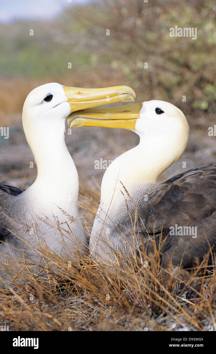 Birds close up hi-res stock photography and images - Alamy