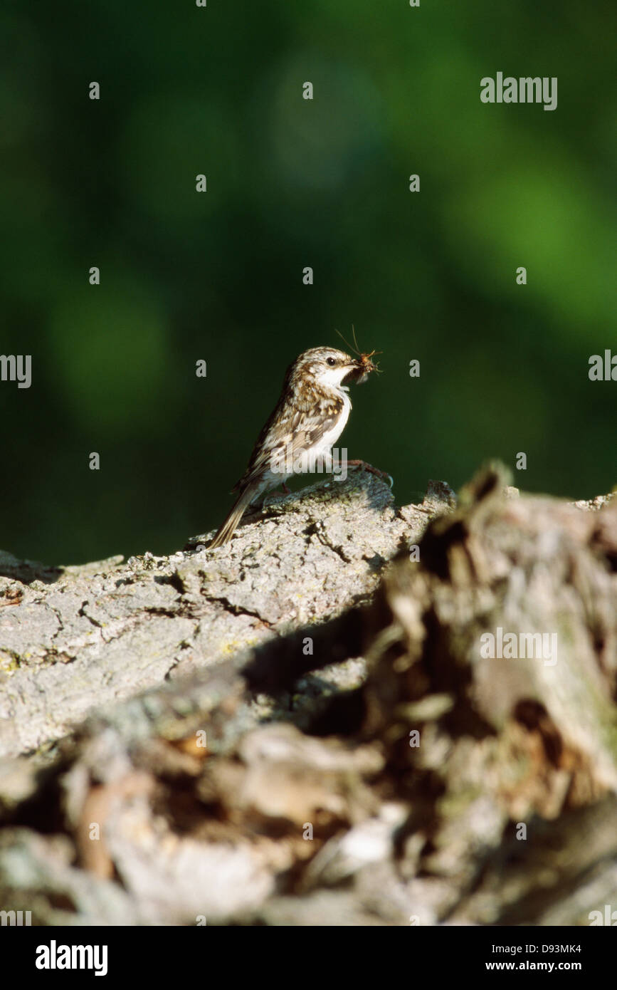 Tree creeper bird Stock Photo Alamy