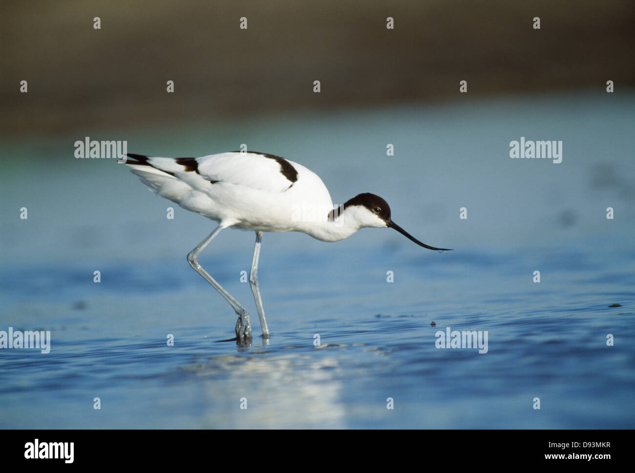 Bird standing in water Stock Photo