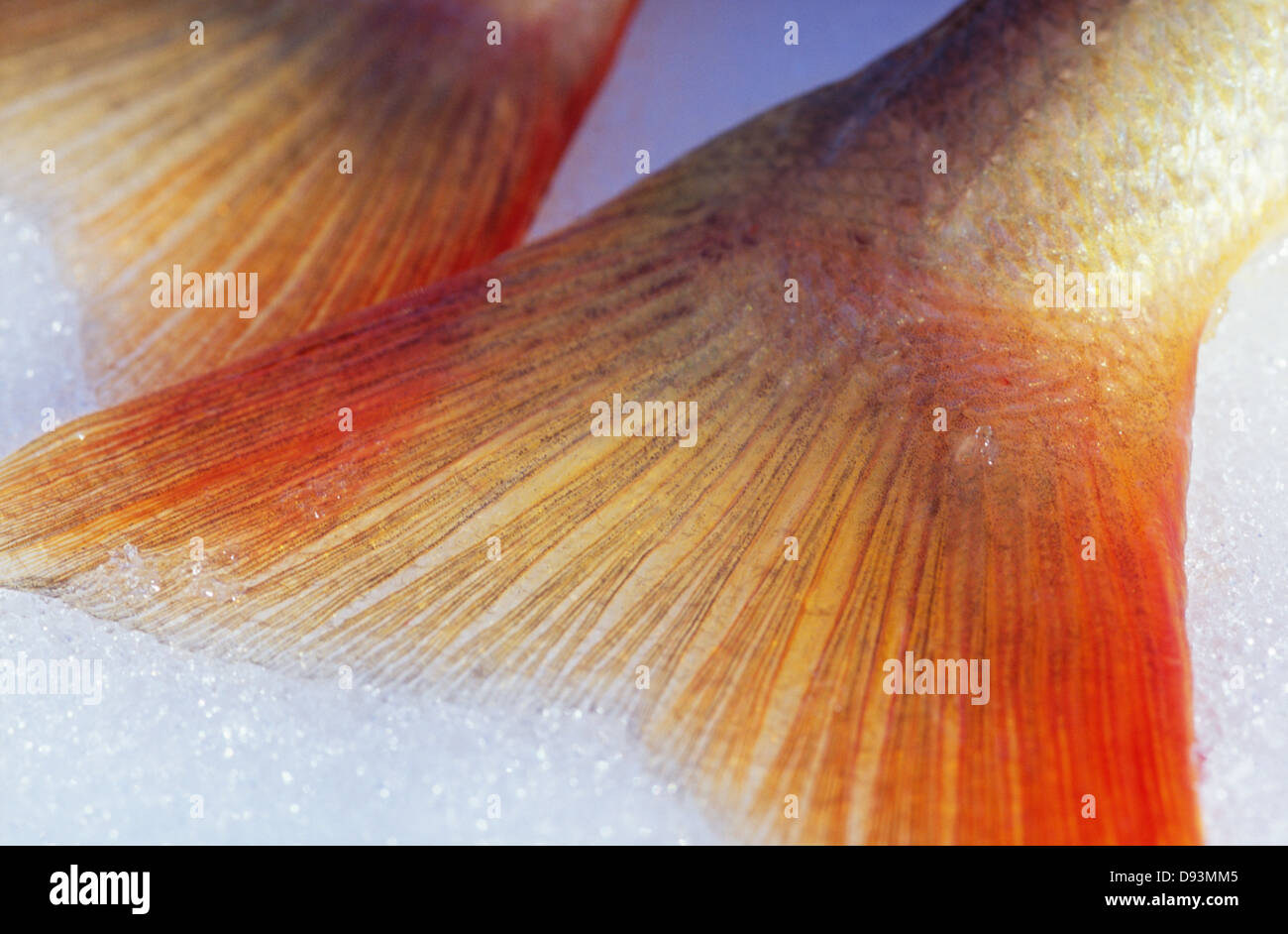 Fish tails, closeup Stock Photo Alamy