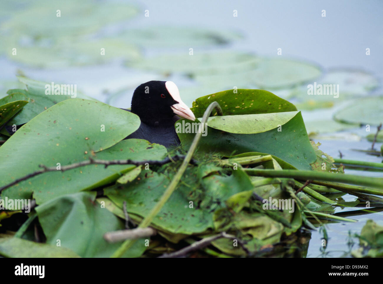 Coot in leaf covered pond Stock Photo