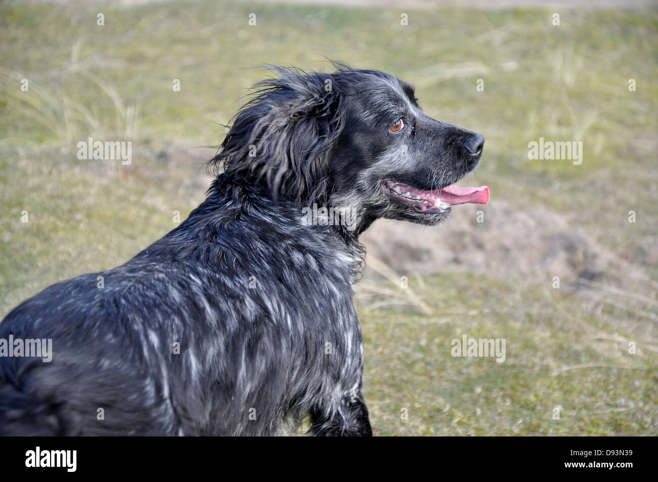 black cocker spaniel gun dog tongue out on grass shooting and hunting UK Stock Photo Alamy